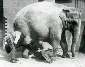 1926年8月、ロンドン動物園で飼育係が足を整えたアジアゾウの女性