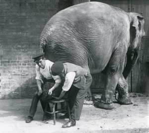 1926年8月、ロンドン動物園の飼育係が足を整えた女性のアジアゾウ 作： Frederick William Bond