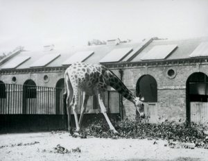 1927年7月、ロンドン動物園のキリン舎の横にあるパドックで葉を食べようと手を伸ばす雌のキリン「モード」（モノクロ写真）。 作： Frederick William Bond