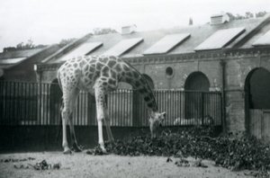 1927年7月、ロンドン動物園のキリン舎の横にあるパドックで葉を食べようと手を伸ばす雌のキリン「モード」（モノクロ写真）。 作： Frederick William Bond
