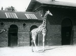 1925年7月、ロンドン動物園のキリンハウスの外のパドックに立っている、女性のキリン、モード 作： Frederick William Bond