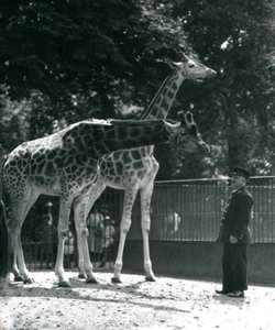 1924年7月、ロンドン動物園の飼育係のアーニーボーマン教授と一緒にいる女性のキリンモードとマギー 作： Frederick William Bond
