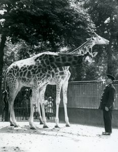 1924年7月、ロンドン動物園の飼育係のアーニーボーマン教授と一緒にいる女性のキリンモードとマギー 作： Frederick William Bond