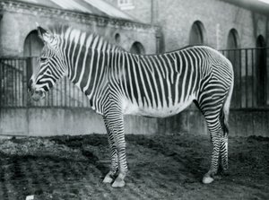 1927年にロンドン動物園のパドックに立っている女性のグレビーシマウマ、またはインペリアルシマウマ、ジェニー 作： Frederick William Bond