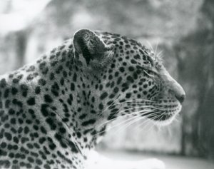 1925年8月にロンドン動物園で雌ヒョウデイジー 作： Frederick William Bond