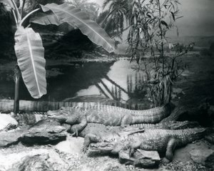 1929年、ロンドン動物園でバナナの木を背景にパノラマ撮影された4匹のアリゲーター（モノクロ写真 作： Frederick William Bond