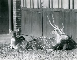 1924年にロンドン動物園で枝角を付けた木びき台を含む4軸の鹿 作： Frederick William Bond
