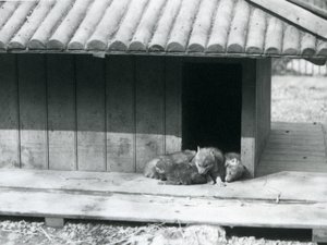 巣穴の入り口で休む4匹のコヨーテの子犬（ロンドン動物園 作： Frederick William Bond