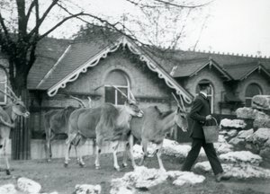 4匹のエランドは、給餌時に、1925年6月にロンドン動物園のアンテロープハウスの外のパドックで飼育係を追跡します。 作： Frederick William Bond