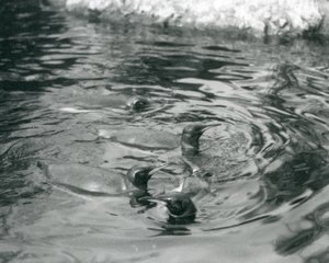 1927年6月、ロンドン動物園のプールで泳いでいる4人のキングペンギン 作： Frederick William Bond