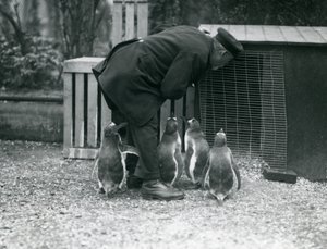 キーパーと一緒にいるジェンツーペンギンアルバートホワイト、ロンドン動物園、1914年