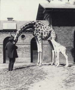 ロンドン動物園での生後3日の赤ちゃんと飼育係のキリン、1914年 作： Frederick William Bond