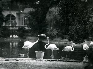 1924年にロンドン動物園の湖にいるオオフラミンゴ