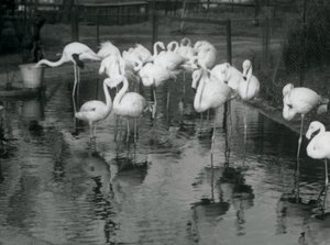 ロンドン動物園の池にいるオオフラミンゴ、1926