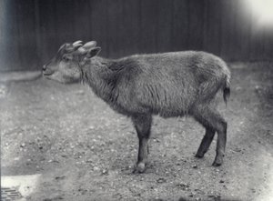ヒマラヤゴーラル、ロンドン動物園、1914年。 作： Frederick William Bond