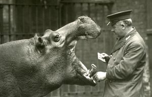 1927年にロンドン動物園で飼育されていたアーニーボーマンとカバのボビー 作： Frederick William Bond