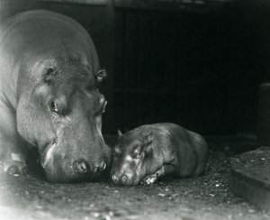 1927年3月にロンドン動物園で男性の子牛のジミーと一緒にいるカバジョーン 作： Frederick William Bond