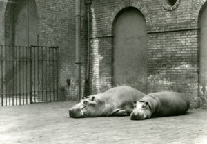 1923年7月、ロンドン動物園でのカバボビーとジョーン（bw写真） 作： Frederick William Bond