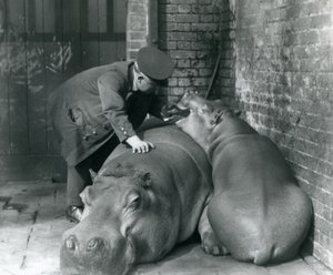 1927年のロンドン動物園でのカバジョーンとジミー 作： Frederick William Bond