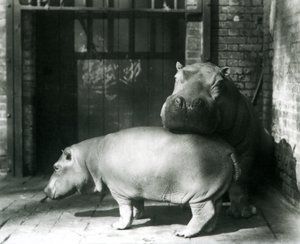 1927年のロンドン動物園でのカバジョーンとジミー 作： Frederick William Bond