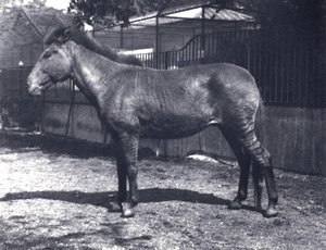 1916年7月、ロンドン動物園でのハイブリッドゼブラホース 作： Frederick William Bond