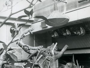 囲いの中で人工的な日差しを浴びるイグアナ（ロンドン動物園、1928年8月）（モノクロ写真 作： Frederick William Bond