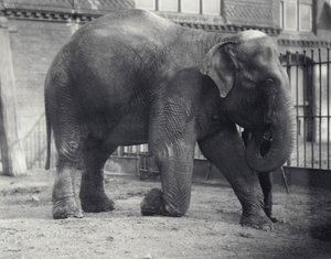 1914年4月、ロンドン動物園で飼育員とひざまずいてインド象、アッサムルキ 作： Frederick William Bond