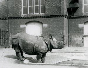 1927年にロンドン動物園のプールの端に立っているインドのサイフェリックス 作： Frederick William Bond