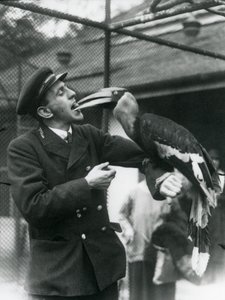 キーパー、T。ラゲットが口に持った果物でグレートインディアンサイチョウに餌をやるロンドン動物園1924 作： Frederick William Bond