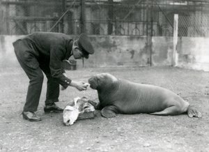 キーパー、アーサーチャンドラー、若いセイウチに魚に餌をやる、ロンドン動物園、1924 作： Frederick William Bond