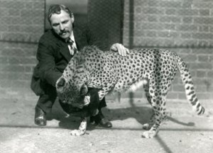 1922年10月、ロンドン動物園で遊び心のあるチーターとキーパーチャールズディクソン 作： Frederick William Bond