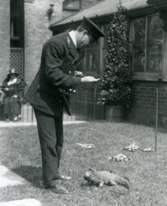 ロンドン動物園の芝生でキーパーコリンズと1924年にロンドン動物園でリードを曇らせたロックイグアナ 作： Frederick William Bond