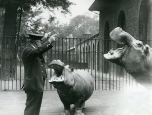1923年7月、ロンドン動物園でのカバボビーとジョアンと一緒のキーパーアーニーボウマン（bw写真） 作： Frederick William Bond