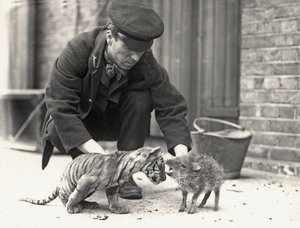 1914年5月にZSLロンドン動物園で撮影された虎の子とペッカリーを飼っているキーパーH.ワーウィック 作： Frederick William Bond