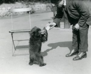 キーパーハリーワーウィックのボトルは、1921年8月にロンドン動物園でナマケモノの子に餌をやる 作： Frederick William Bond