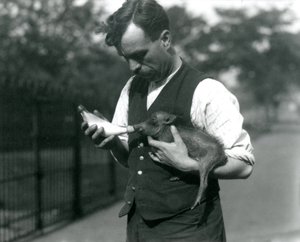 キーパーハリーワーウィックのボトルが1922年8月にロンドン動物園でイボイノシシの赤ちゃんに餌をやる 作： Frederick William Bond