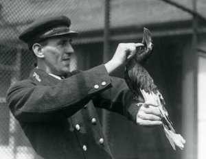 キーパー、トーマスラゲット、ロンドン動物園での法案の下でグレートインディアンサイチョウを撫でて、1924 作： Frederick William Bond