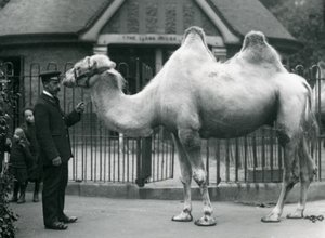 1914年7月、ロンドン動物園のラマハウスの外にいるバクトリアラクダと一緒のキーパーW.スタイル