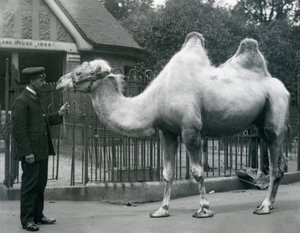 1914年7月、ロンドン動物園のラマハウスの外にいるバクトリアラクダと一緒のキーパーW.スタイル 作： Frederick William Bond