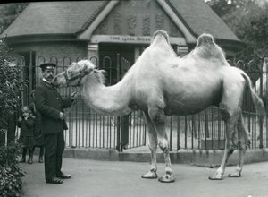 1914年7月、ロンドン動物園のラマハウスの外にいるバクトリアラクダと一緒のキーパーW.スタイル