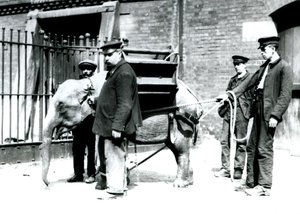 キーパーズジャックミルボーン、Hロバートソン、トーマス、1922年5月、ロンドン動物園で若いアジアゾウを訓練する（bw写真）
