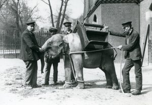 キーパーズジャックミルボーン、Hロバートソン、トーマス、1922年5月、ロンドン動物園で若いアジアゾウを訓練する（bw写真）