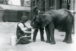 飼育係は、水まき缶に取り付けられたホースから若い男性アフリカ象キベレンゲを飲むのを手伝います、ロンドン動物園、1924年7月