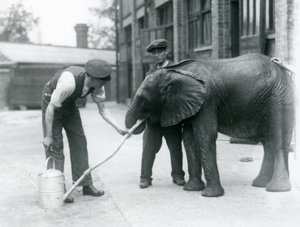 飼育係は、水まき缶に取り付けられているホースから若い男性アフリカ象キベレンゲを飲むのを手伝います、ロンドン動物園、1924年7月