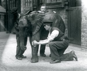 1924年7月、ロンドン動物園の若い男性アフリカ象キベレンゲの皮膚に油を塗る飼育係