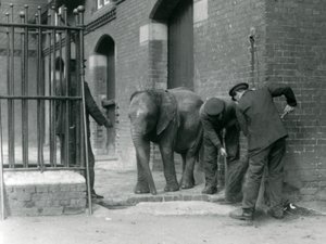 若い男性のアフリカゾウの飼育係キベレンゲ、ロンドン動物園、1924