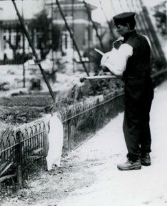 1914年5月、ロンドン動物園で飼育員のハリーマンローが水まき缶を使ってシャワーを浴びたペンギン王。第1次世界大戦でマンローが殺され、軍隊、飛行船、対潜兵隊で戦った。 作： Frederick William Bond