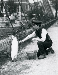 1914年5月、ロンドン動物園でスポンジを使ってキーパーのハリーマンローに洗面所を与えられたペンギン王。マンローは第一次世界大戦で軍隊、飛行船、対潜水艦で殺害されました。