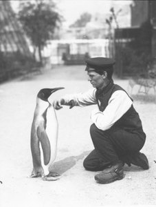 ペンギン王、キーパーのハリーマンロー、1914年 作： Frederick William Bond