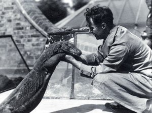 キーパーH.アレックバッドとコモドドラゴンスンバワ、1928 作： Frederick William Bond
